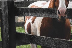 Horses-E