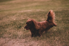 Dachshund