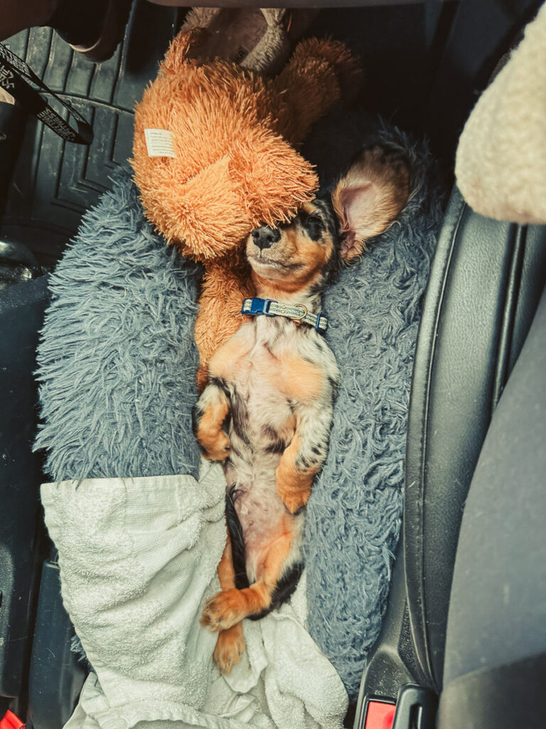 Welcome Oliver-Boots [to VanLife]