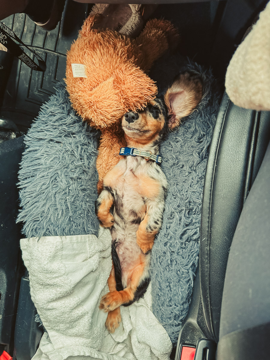 Welcome Oliver-Boots [to VanLife]